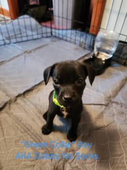 Gizmo-little monster litter -  Australian Cattle Dog Blue Heeler and Boykin Spaniel Dog for Adoption in Carmel Hamlet, New York - Gizmo-little Monster Litter | PetCurious