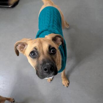 Mixed Breed and Shepherd Dogs Available for Adoption - Lola $450 | PetCurious