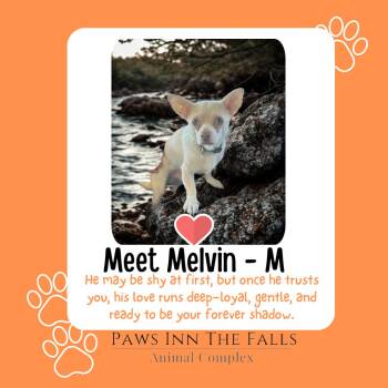 Rescue Chihuahua Dogs for Adoption in Niagara Falls, New York - Melvin | PetCurious