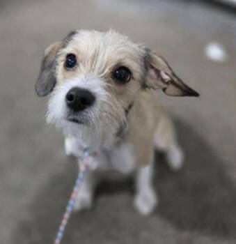 Terrier Dogs Available for Adoption - Paul Mescal  | PetCurious