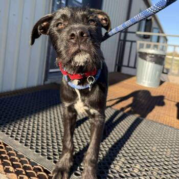 Rescue German Shorthaired Pointer Dogs for Adoption in Grand Forks, North Dakota - Baldur | PetCurious