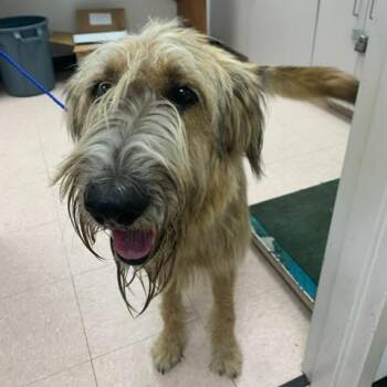 Rufio -  Mixed Breed and Irish Wolfhound Dog for Adoption in West Palm Beach, Florida - Rufio | PetCurious