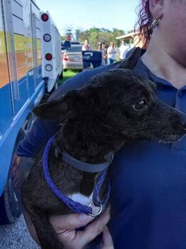 Fox Terrier Dogs Available for Adoption in Fort Lauderdale, Florida - HASAN | PetCurious