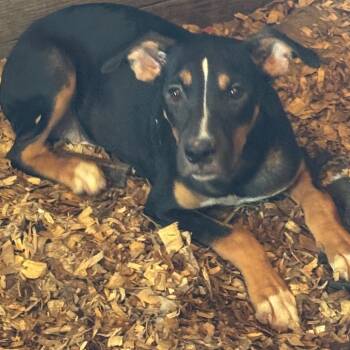 Chief -  Pit Bull Terrier Dog for Adoption in Anahuac, Texas - Chief | PetCurious