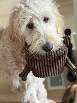 Goldendoodle Dogs Available for Adoption - Nala | PetCurious