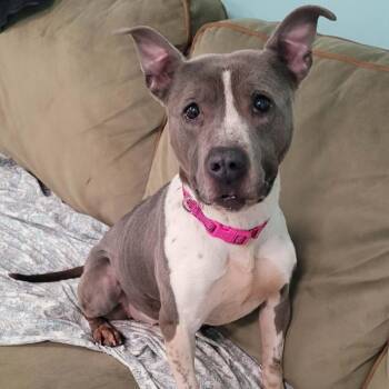 Pit Bull Terrier and Terrier Dogs Available for Adoption in Meriden, Connecticut - Aquarius! Pretty Senior Girl! | PetCurious