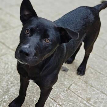 Ramses -  Mixed Breed Dog for Adoption in Walker, Michigan - Ramses | PetCurious