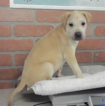 A2087023 -  Staffordshire Bull Terrier and Mixed Breed Dog for Adoption in Houston, Texas - A2087023 | PetCurious