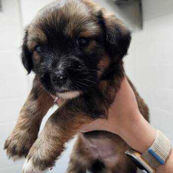 Mixed Breed Dogs Available for Adoption in Corpus Christi, Texas - Peony | PetCurious