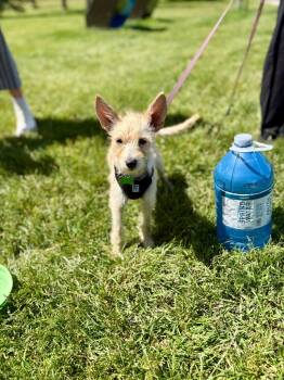 Ivory -  Terrier Dog for Adoption in Calgary, Alberta - Ivory | PetCurious