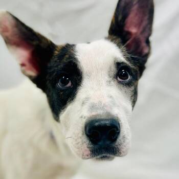 Cattle Dog and Terrier Dogs Available for Adoption - Marshmallow / Hannah | PetCurious