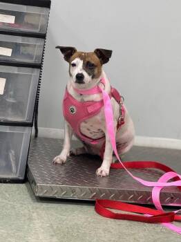 Sugar -  Jack Russell Terrier and Mixed Breed Dog for Adoption in Danielsville, Georgia - Sugar | PetCurious