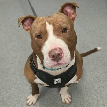 Tugga -  American Staffordshire Terrier Dog for Adoption in Martinsville, Virginia - Tugga | PetCurious
