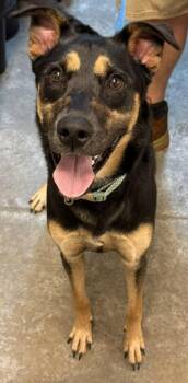 Shepherd and Mixed Breed Dogs Available for Adoption in Bowling Green, Kentucky - Posey | PetCurious