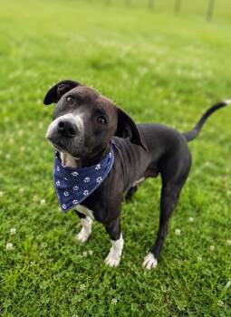 Labrador Retriever Dogs Available for Adoption in Lafayette, Louisiana - Kool-Aid Man | PetCurious