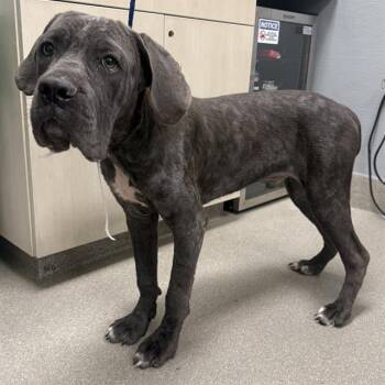 BUBBAS -  Cane Corso Dog for Adoption in Las Vegas, Nevada - BUBBAS | PetCurious