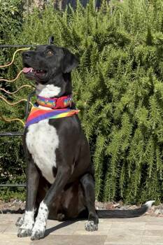 Pit Bull Terrier and Staffordshire Bull Terrier Dogs Available for Adoption in Mesa, Arizona - Mesa | PetCurious