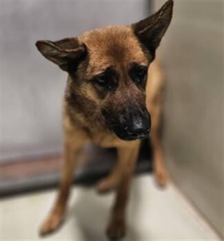 German Shepherd Dog Dogs Available for Adoption in Thousand Oaks, California - Joelle -- URGENT! LONGTIME RESIDENT! | PetCurious