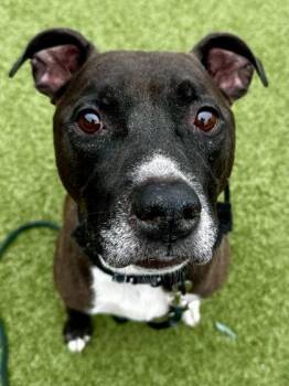 Mixed Breed Dogs Available for Adoption - Flynn | PetCurious