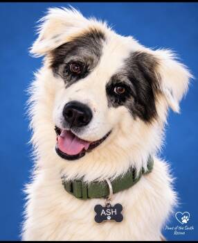 Ash -  Border Collie Dog for Adoption in Cumming, Georgia - Ash | PetCurious