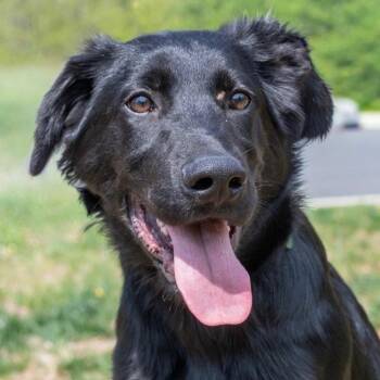 Shepherd and Terrier Dogs Available for Adoption in Bloomfield, Connecticut - Ruger | PetCurious