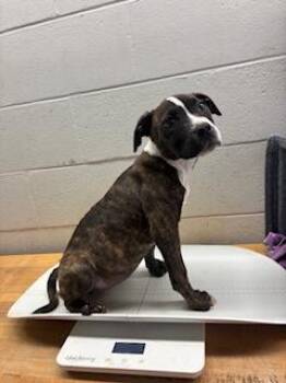 Terrier and Mixed Breed Dogs Available for Adoption - Poptart | PetCurious