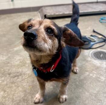 Chihuahua and Mixed Breed Dogs Available for Adoption in Leesburg, Virginia - SULLY | PetCurious