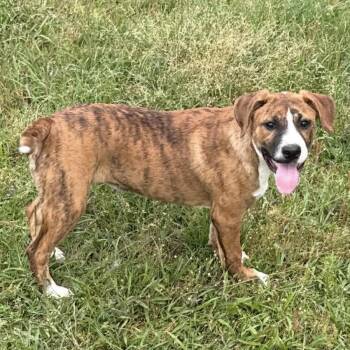 Mixed Breed Dogs Available for Adoption in Northwood, New Hampshire - Tina | PetCurious