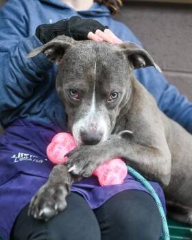 Mixed Breed Dogs Available for Adoption in Chamblee, Georgia - Rogu | PetCurious