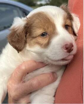 Rescue Mixed Breed Dogs for Adoption in Larkfield-wikiup, California - Truly | PetCurious