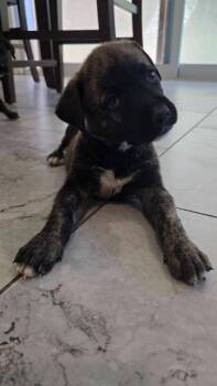 Mixed Breed Dogs Available for Adoption in Mesa, Arizona - Paul | PetCurious