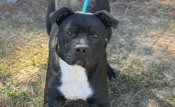 Bubba -  Mixed Breed Dog for Adoption in West Chester, Pennsylvania - Bubba | PetCurious