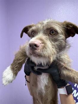61085614 -  Terrier and Mixed Breed Dog Available for Adoption in El Paso, Texas - 61085614 | PetCurious