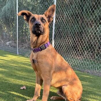 Rammy -  German Shepherd Dog and Mixed Breed Dog for Adoption in Houston, Texas - Rammy | PetCurious
