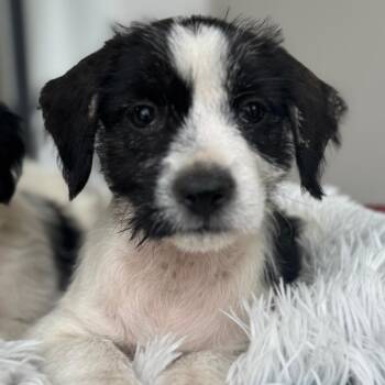 Havanese and Cairn Terrier Dogs Available for Adoption - Tizzy Fun | PetCurious