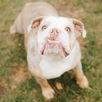 Rescue English Bulldog Dogs for Adoption in Northbrook, Illinois - Rodeo Clown | PetCurious