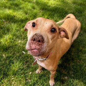 Labrador Retriever Dogs Available for Adoption in Wake Forest, North Carolina - Adirondack | PetCurious