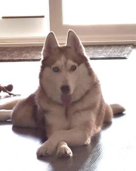 Maya -  Siberian Husky Dog for Adoption in Menifee, California - Maya | PetCurious