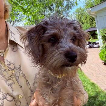 Rusty -  Miniature Schnauzer and Yorkshire Terrier Dog for Adoption in Homer Glen, Illinois - Rusty | PetCurious