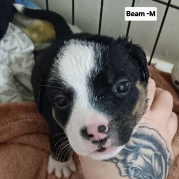 Beam -  Mixed Breed Dog for Adoption in Spring Hill, Kansas - Beam | PetCurious