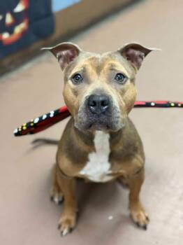 Elida -  Pit Bull Terrier Dog for Adoption in Chicago, Illinois - Elida | PetCurious