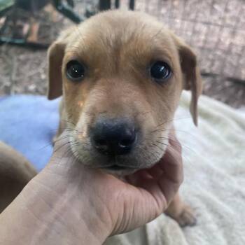 Rhodesian Ridgeback and Terrier Dogs Available for Adoption in Escondido, California - Princeton | PetCurious