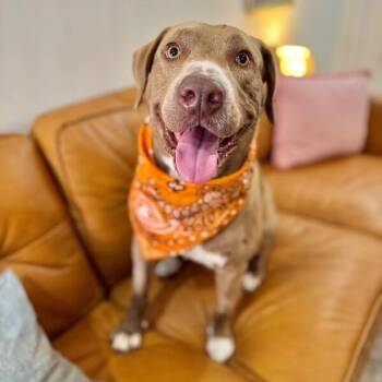 Chocolate Labrador Retriever and American Staffordshire Terrier Dogs Available for Adoption -  Stanley Is The Man | PetCurious