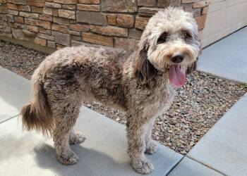 Jax -  Golden Retriever and Standard Poodle Dog for Adoption in Glendale, Arizona - Jax | PetCurious