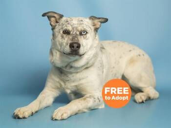 Australian Cattle Dog Blue Heeler and Mixed Breed Dogs Available for Adoption in Phoenix, Arizona - REMI | PetCurious
