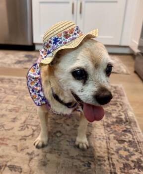 Jack Russell Terrier and Pug Dogs Available for Adoption in Scottsdale, Arizona - Moxie | PetCurious