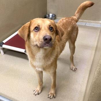 Reggie -  Retriever Dog for Adoption in Monroe, Georgia - Reggie | PetCurious
