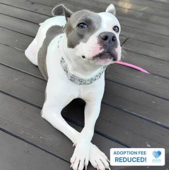 Pom Pom -  Pit Bull Terrier Dog for Adoption in Naperville, Illinois - Pom Pom | PetCurious