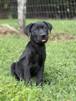 Wendell -  Labrador Retriever and Golden Retriever Dog for Adoption in Malvern, Pennsylvania - Wendell | PetCurious