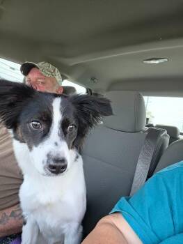 Jack -  Border Collie Dog for Adoption in Indianapolis, Indiana - Jack | PetCurious